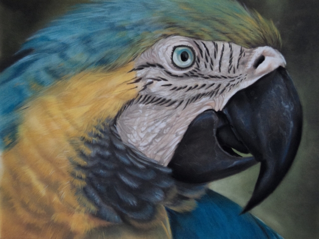 Papagaio, by Magaly Gouveia